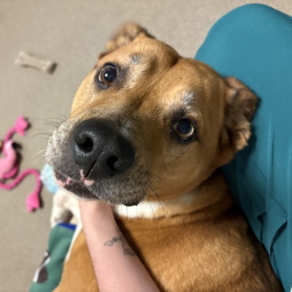 Phoebe - Video, Volunteer Pick & Benchwarmer!