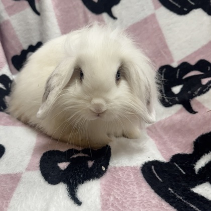 Marshmallow