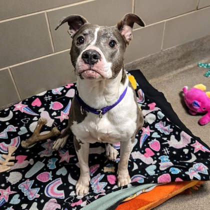 Princess - Volunteer Pick!