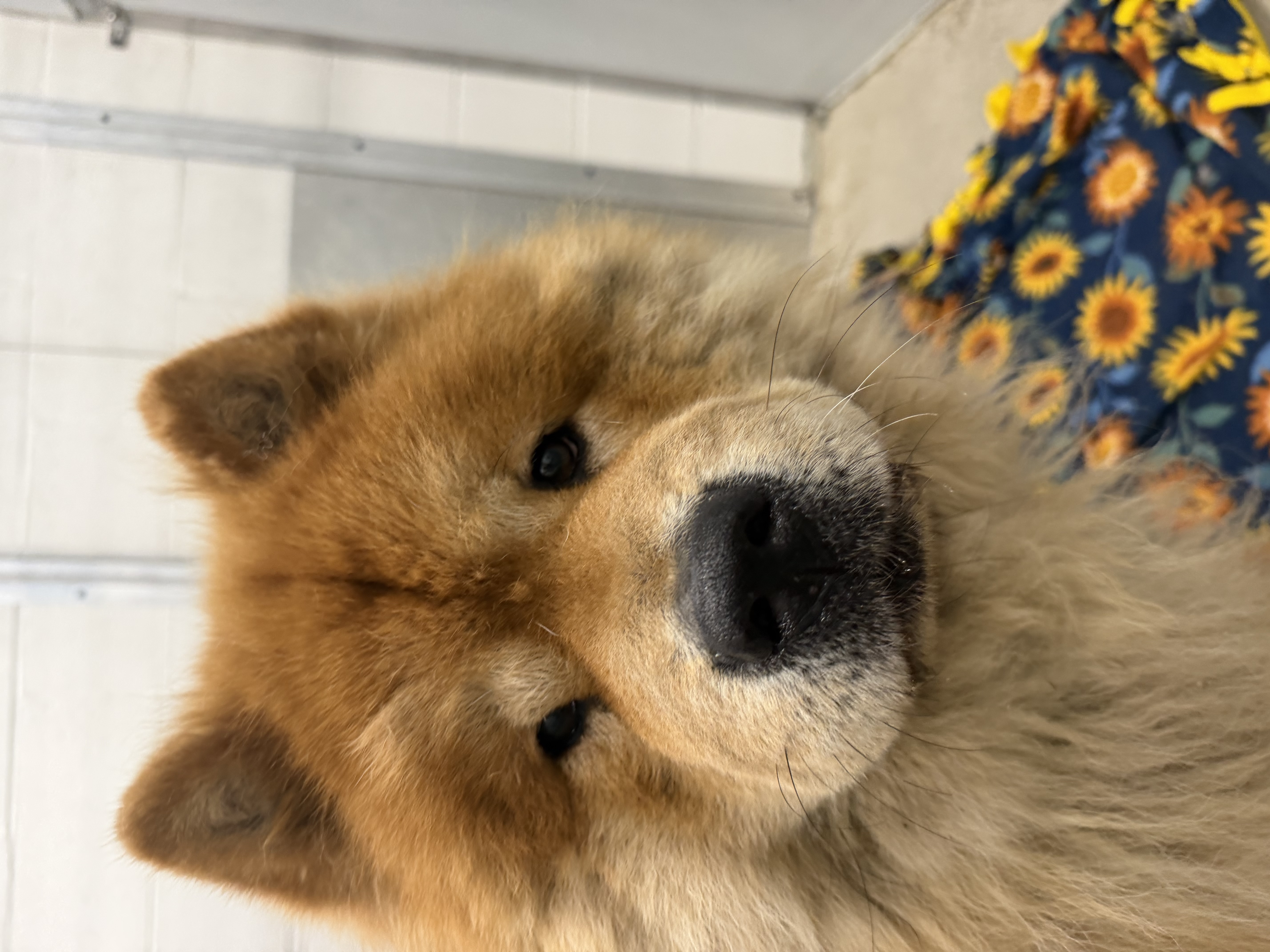 Oso