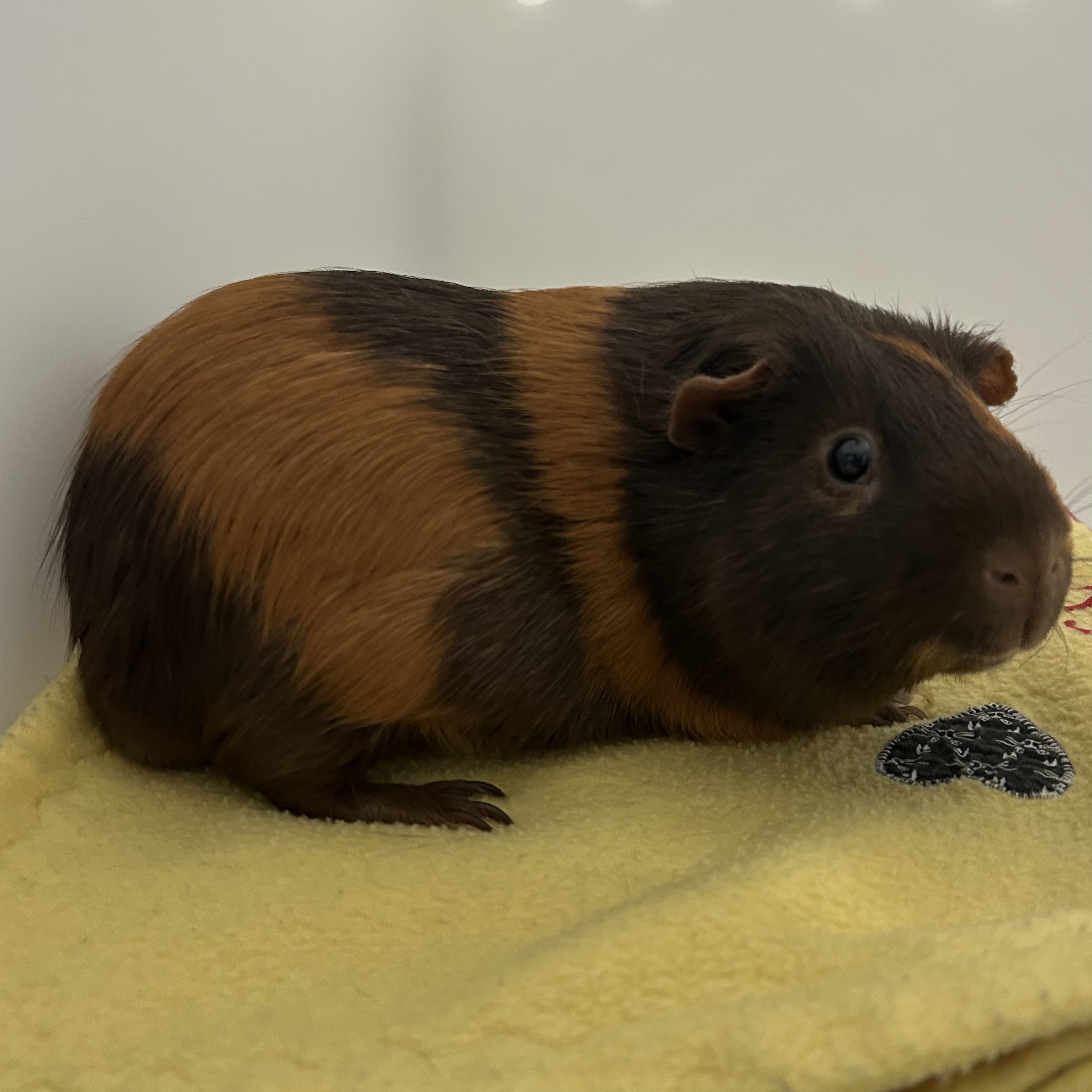 Twix