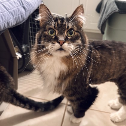 Teddy - Required couple