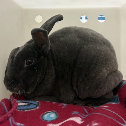 Bubba