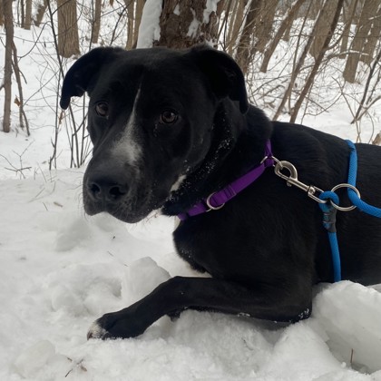 Manny - Video, Staff Pick & Benchwarmer!