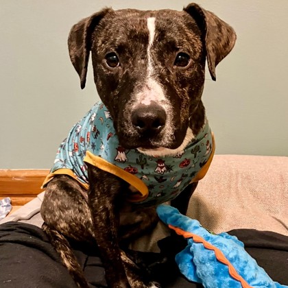 Beans-Benchwarmer-Staff Pick-Video!