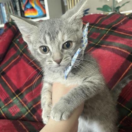 Cannoli