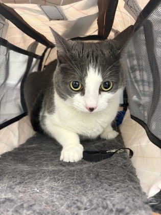 Stella