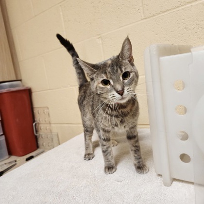 "Hazel" - ADOPTION HOLD