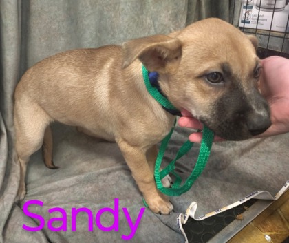 Sandy