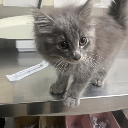 "Naboo" - Adoption Hold!