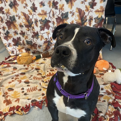 Buddy - Benchwarmer!