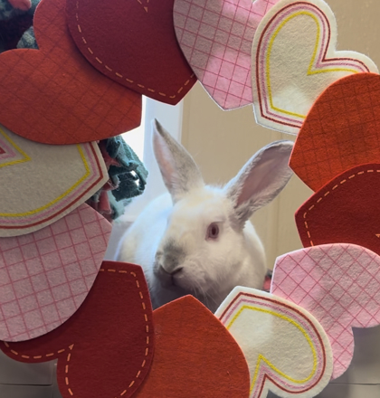 Bunnelly - Available from Foster!