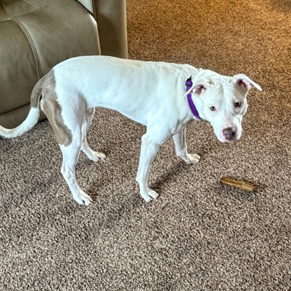 Fifi -Video!- Staff & Volunteer Pick, Benchwarmer!