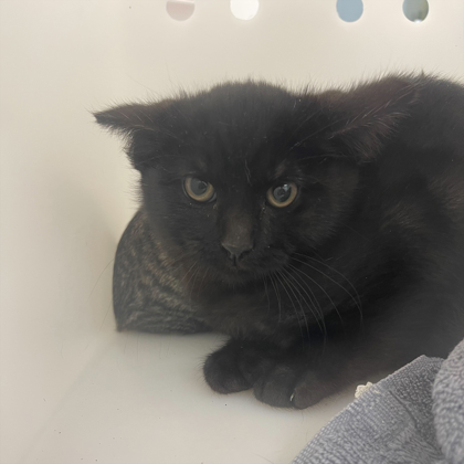 Merry Menace- Working cat!