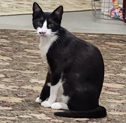 Mickey