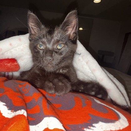 Cinder