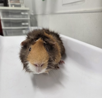 Ernie - Required Pair with Bert!