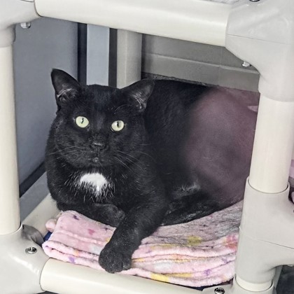 Simon