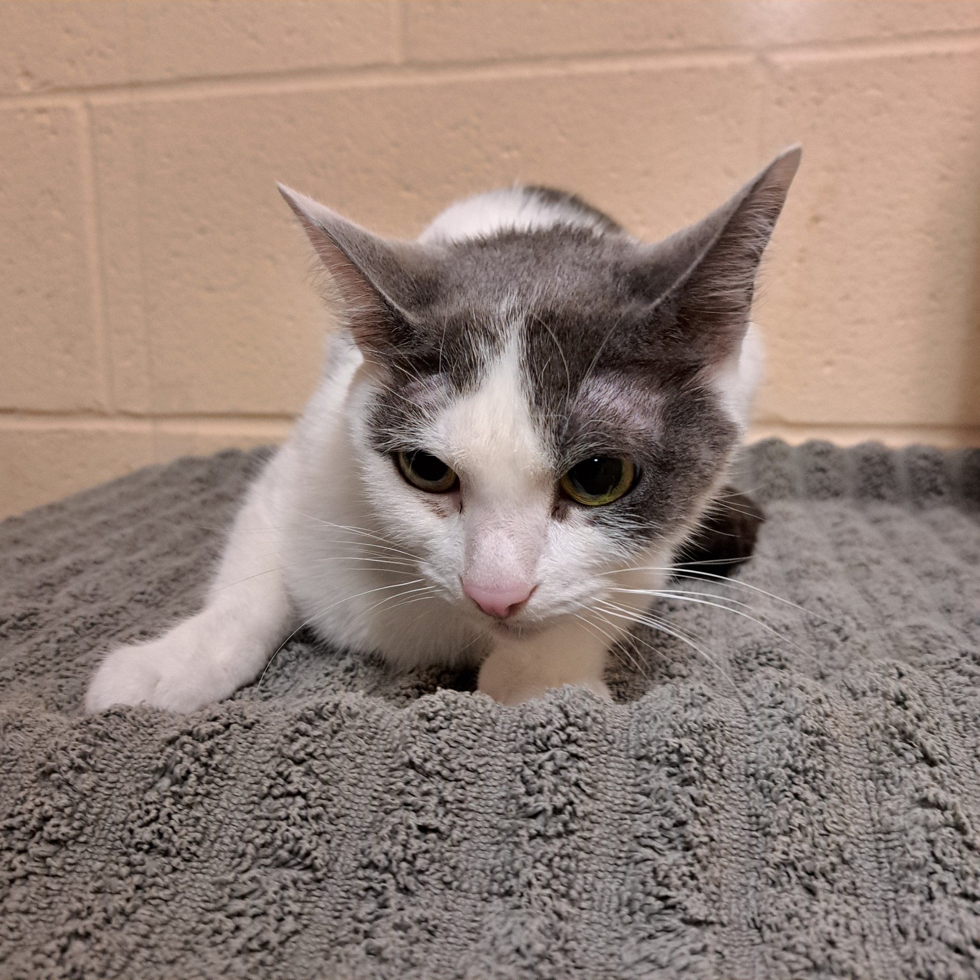 "Spartacus" -  Adoption Hold!