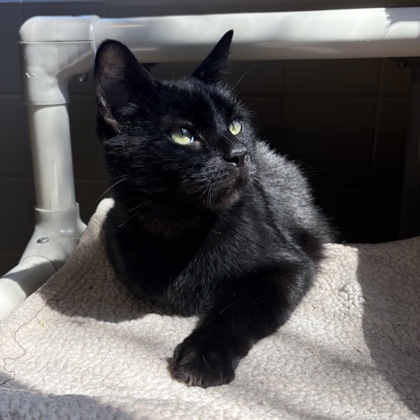 Chim Chim – Staff Pick!