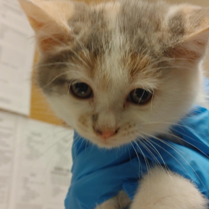 Kitten 2