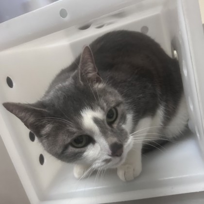 ""Purrlock Holmes" - Adoption Hold!