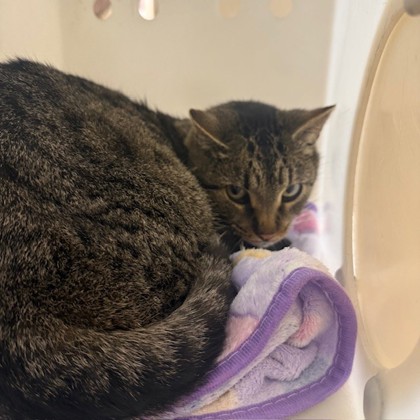 "Whiskers" - Adoption Hold!