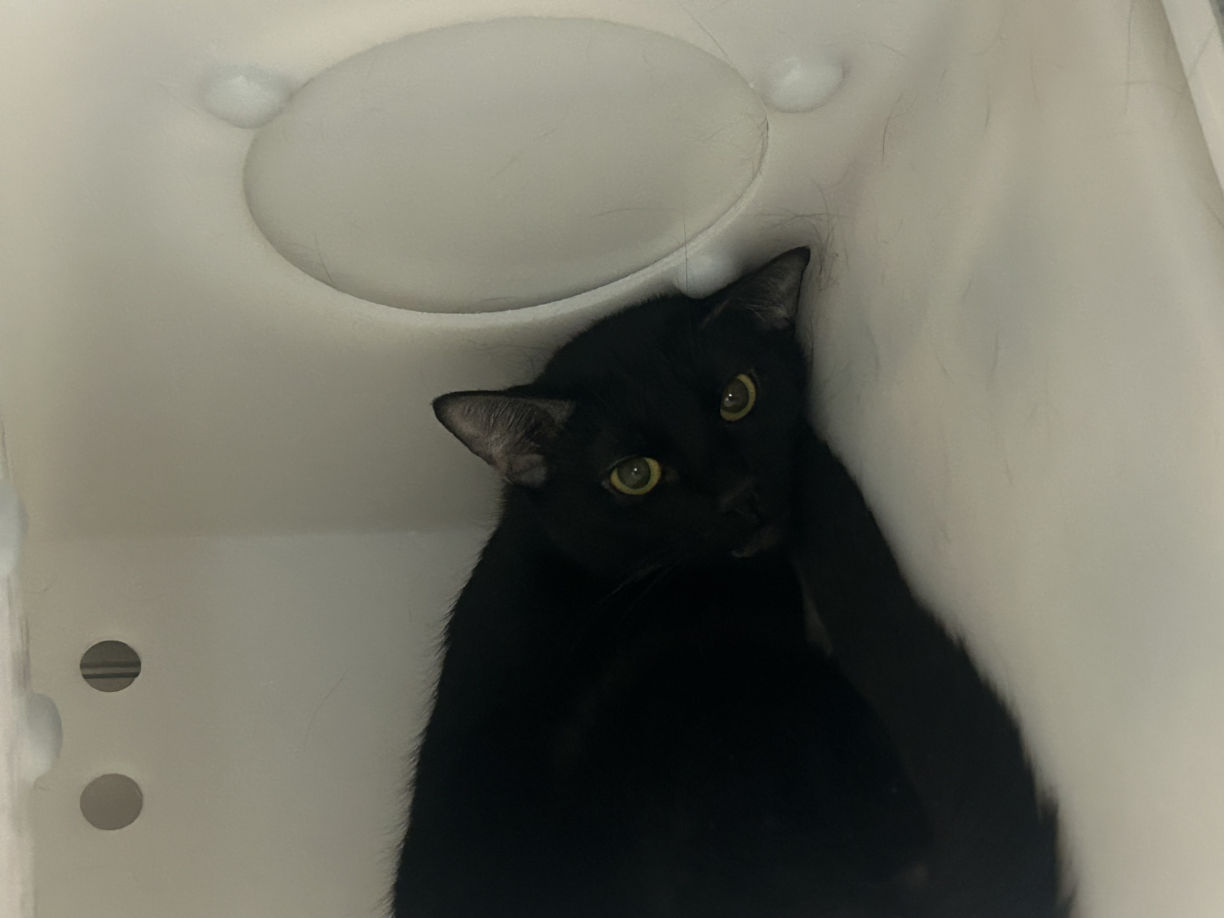 Kiko