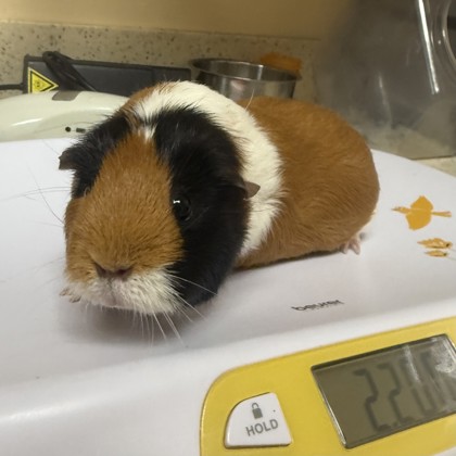 Cookie