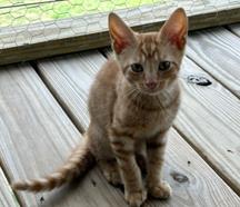 Tigger