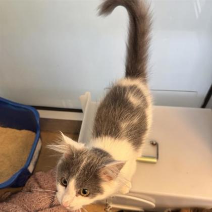 Tesla - Available Sat. Jan 17 @ 3pm!