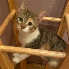 Meowly Cyrus - Available from Foster - Video