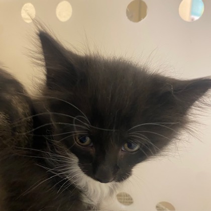 Salem