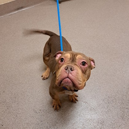 "Linus" -  Adoption Hold!