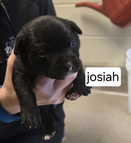 Josiah