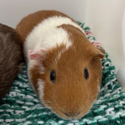 Arlo- Required Pair!