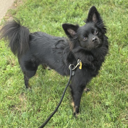 Lucky - Adoption Hold