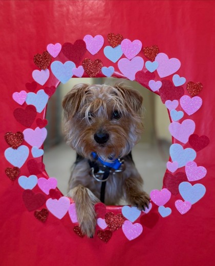 "Racer X" Adoption Hold!