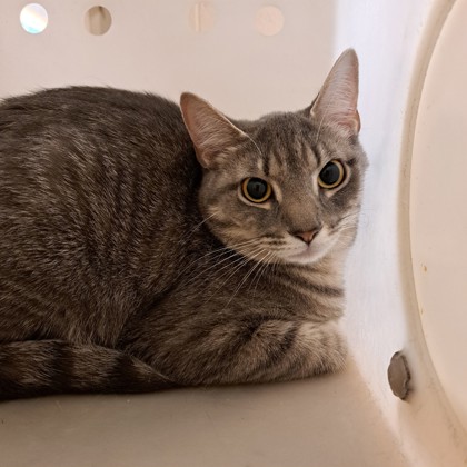 Kit Kat