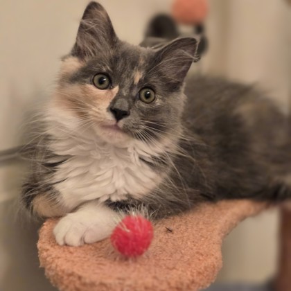 Penelope