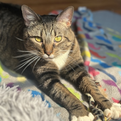 Chessie