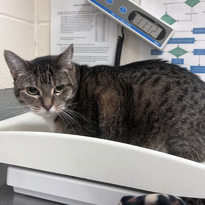 "Zoey" - Adoption Hold!