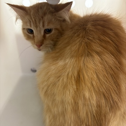 "Pickles" - Adoption Hold!