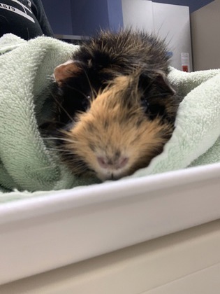 Tater-tot- Required Couple with Oreo