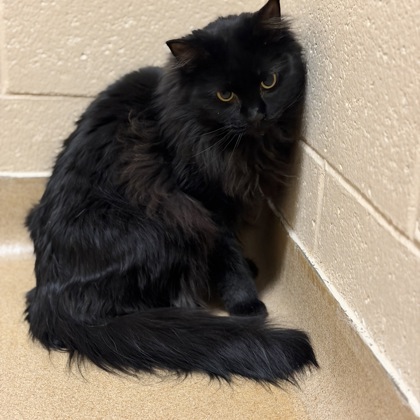 Sheba - Required Couple!