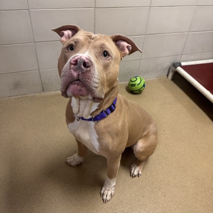 Hulk - Video & Benchwarmer!