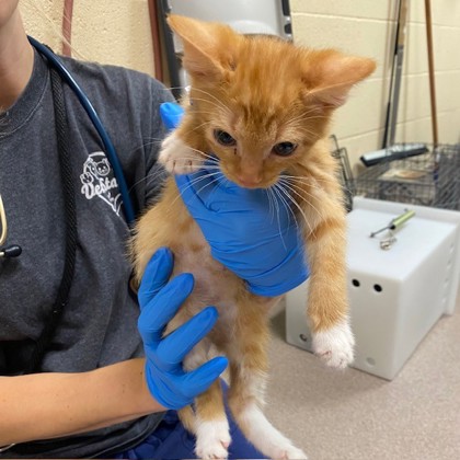 Simba