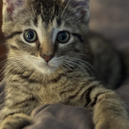 Louis