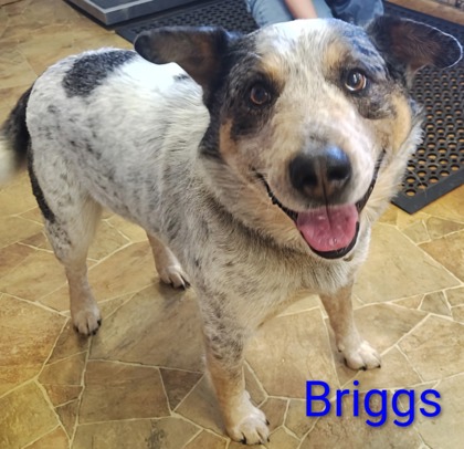 Briggs
