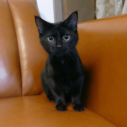 Luna